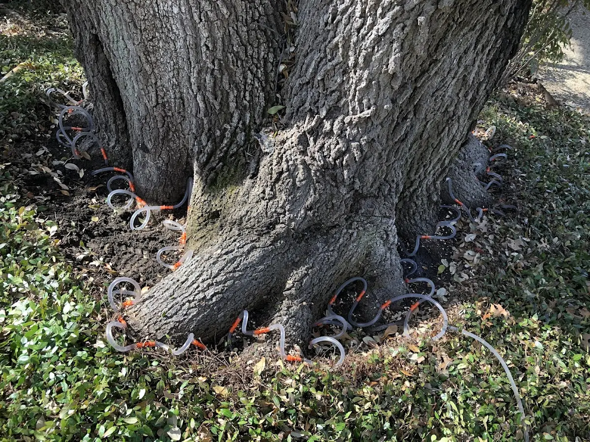 Detailed Tree Cabling and Bracing job site in Valencia